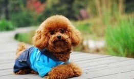 小泰迪房间爆料视频,爆料视频带你一探究竟